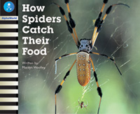 How Spiders Catch Their Food